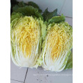 New Crop Fresh Chinese Cabbage